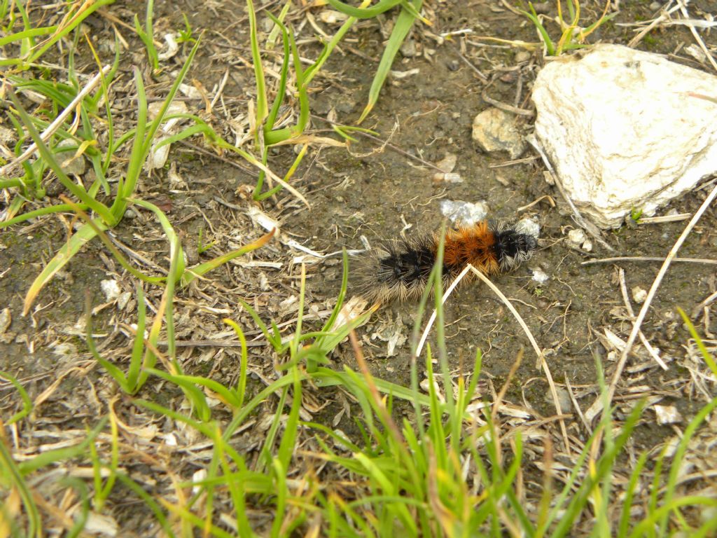 bruco da identificare -  Parasemia plantaginis, Erebidae Arctiinae